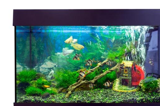 给鱼缸换水的三大禁忌，别拿宠物鱼的生命开玩笑！看完涨知识了！-第4张图片-冲锋网