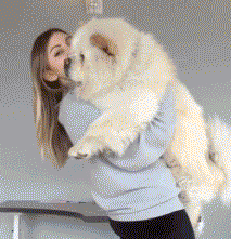 宠物百科：松狮，原来你的本名叫獢獢-第17张图片-冲锋网