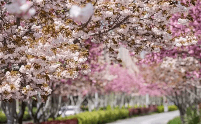 青岛旅游攻略:一个充满浪漫与文艺气息的海滨城市