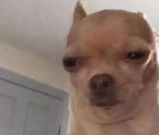 宠物百科：最小的宠物犬之一 吉娃娃-第24张图片-冲锋网