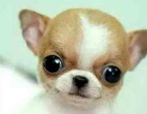 宠物百科：最小的宠物犬之一 吉娃娃-第23张图片-冲锋网