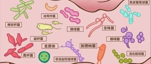 乳酸杆菌在阴道内占比80%以上，负责维持阴道的酸性环境，抑制病原体的生