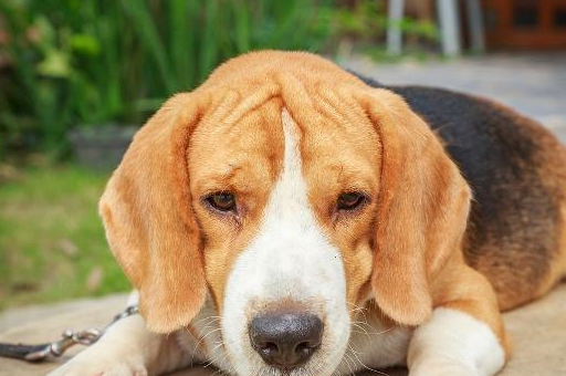 萌新主人第一次养宠物，可狗狗回家之后要怎么养？4个知识点解决-第2张图片-冲锋网