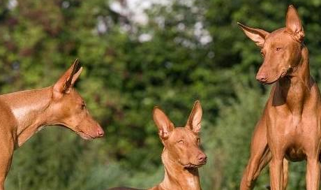 宠物知识：西班牙猎犬常见的健康问题-第4张图片-冲锋网