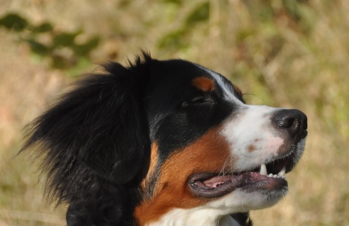 宠物小知识：伯恩山犬的骨软骨症-第3张图片-冲锋网