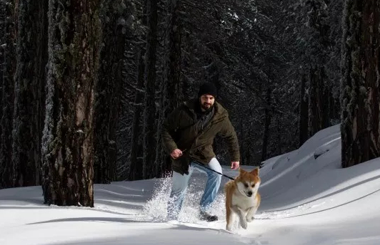 宠物小知识：你和你的狗的户外冬季活动-第5张图片-冲锋网