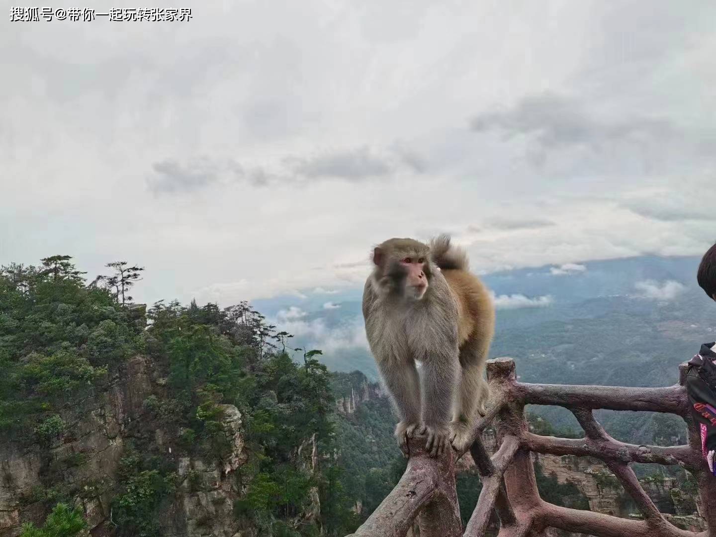 带父母到湖南张家界森林公园天门山玩4天自由行攻略