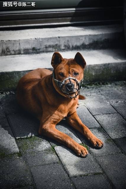 普及宠物狗知识，到底有没有必要-第6张图片-冲锋网