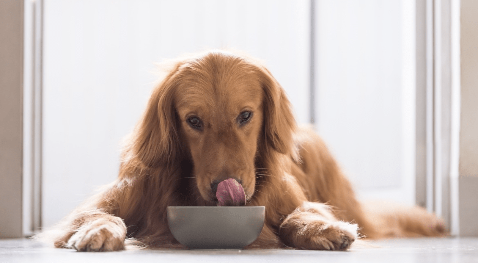 有宠有家：宠物食品的研究与发展现状(图8)