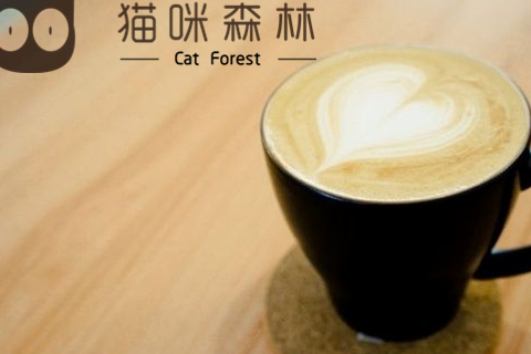 上班族特别喜欢去猫咪森林猫咖，这是为何