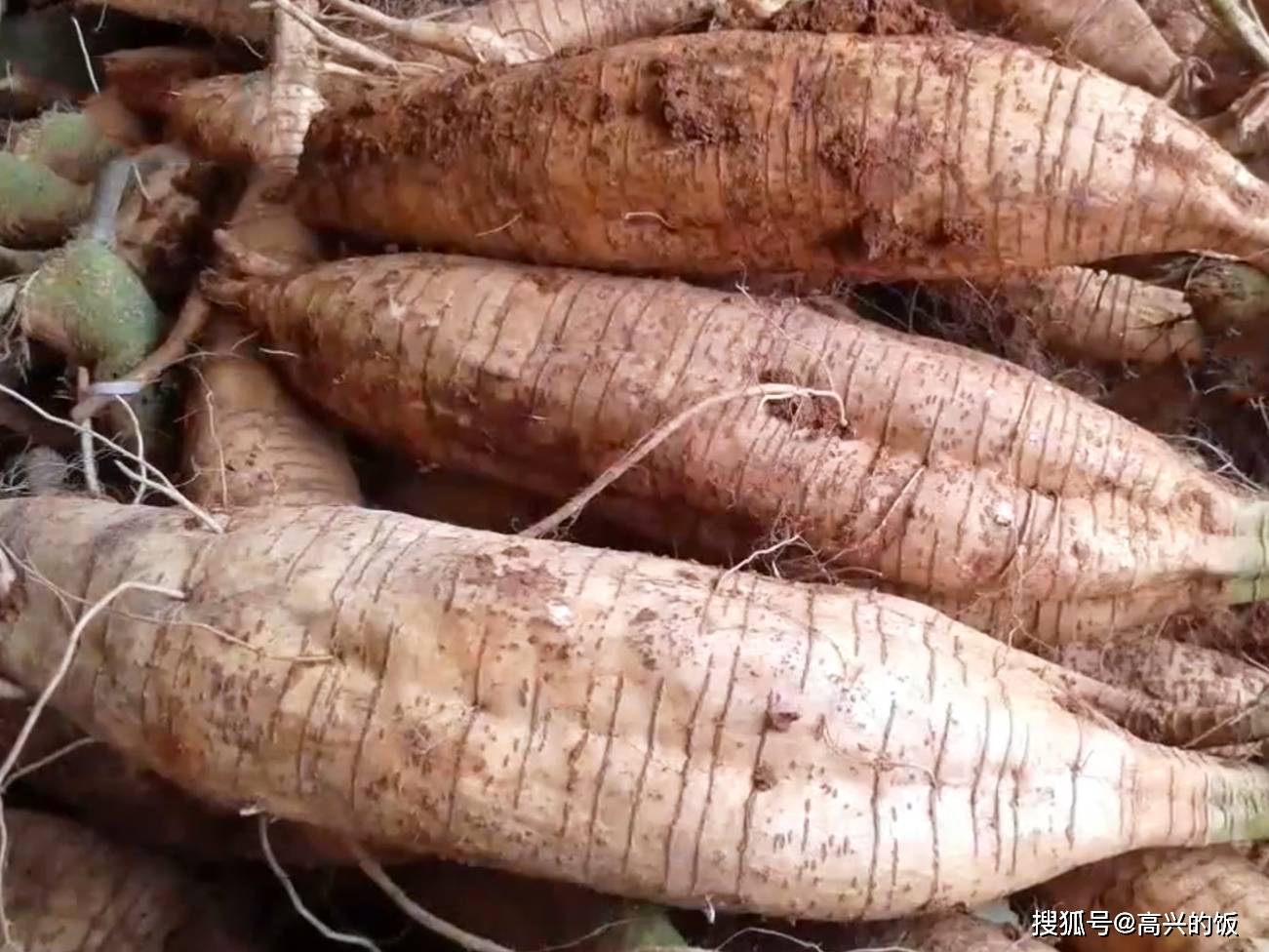 葛根,是豆科植物"野葛"的根,野葛全身都是"宝,葛花是解酒良药,葛叶是