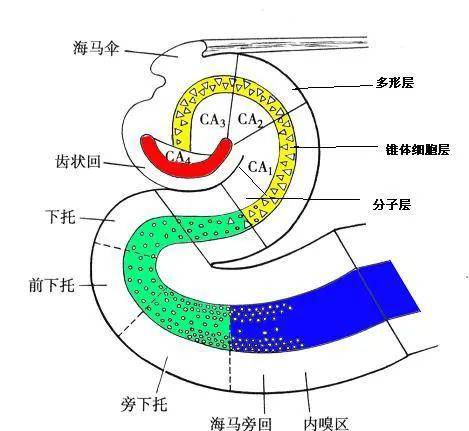 为什么喝完酒后有人话变多有人只想睡觉这可能不是好现象