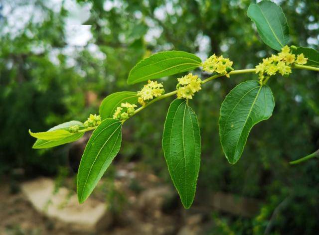 「诗词鉴赏」初夏心情无可说 隔帘惟爱枣花香,古诗词里的枣花