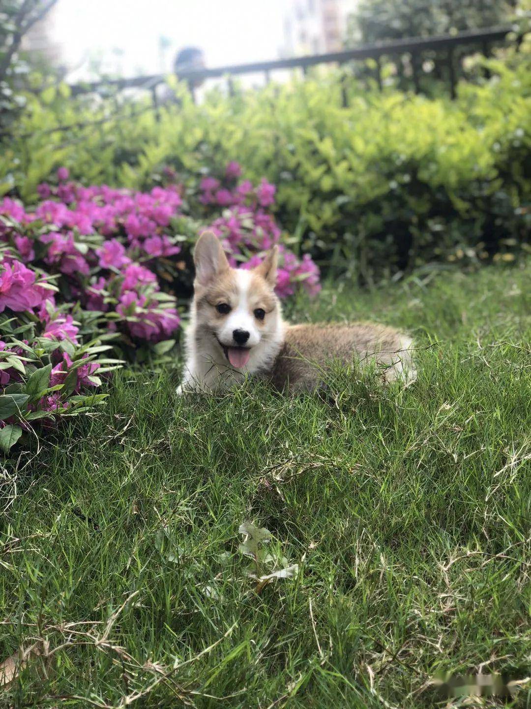 柯基排名_小型宠物犬排名柯基(3)