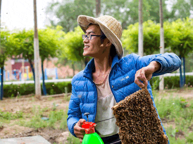 共追花逐香 伴花开花落 成就甜蜜的事业_蜜蜂