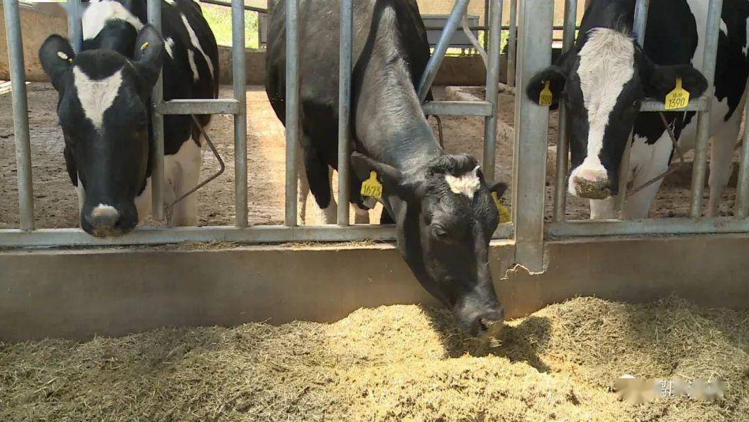 鹤庆:公司农户合资养奶牛为山村群众增收添渠道