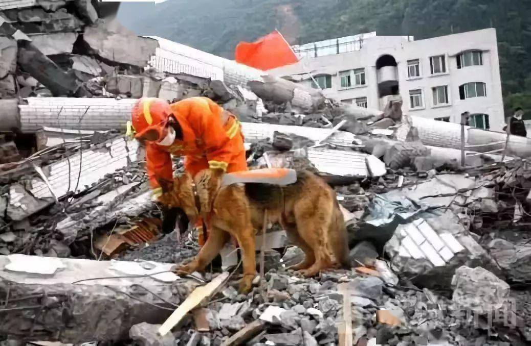 汶川地震十二年不能忘记的还有它们