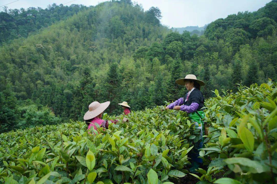 仁化白毛茶直播回顾细心育精叶匠心造好茶