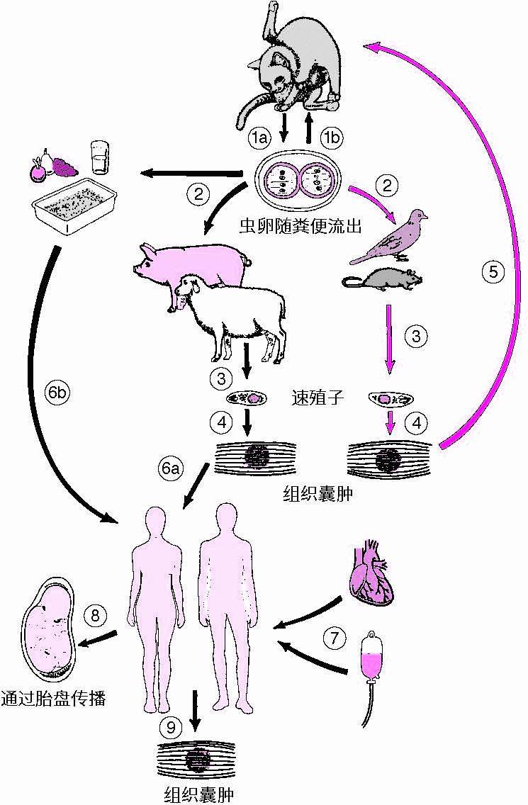 吃猫屎才能感染弓形虫?谁编的这么恶心的谣言