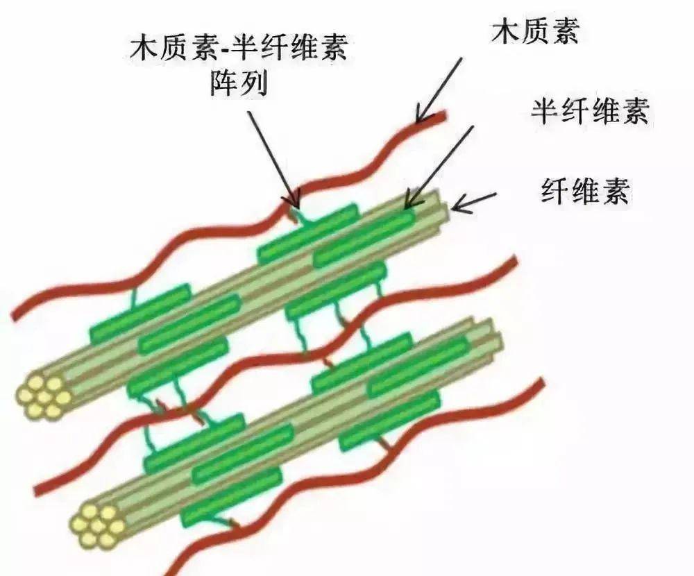 可以说 半纤维素是木质材料坚固程度的 破坏者.