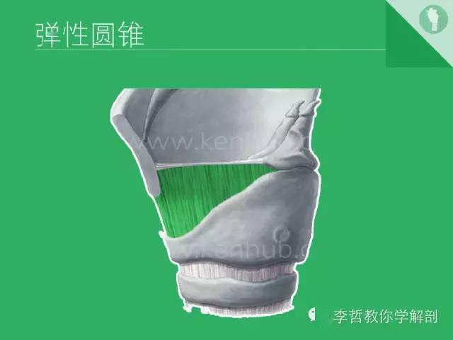 喉软骨抽记卡_解剖