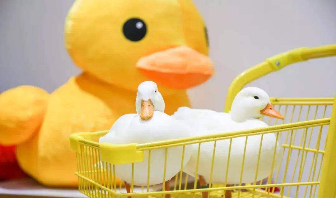 鸭咖"ducky cafe,王思聪同款万元网红柯尔鸭邀你撸!