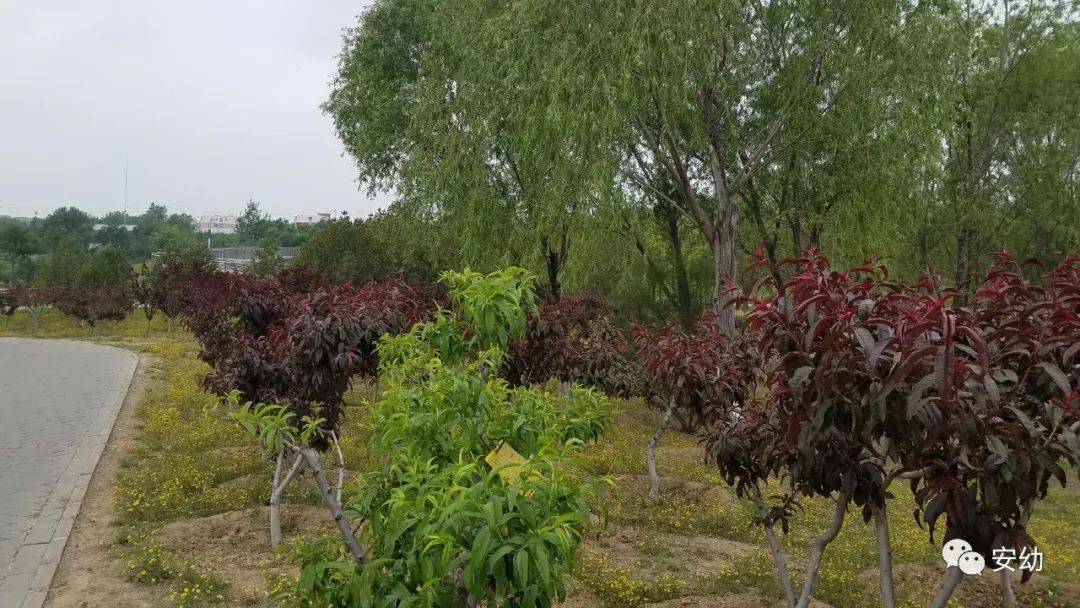 闯世界：把树种到天边去（跟着董老师闯世界014）