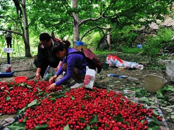 理县生态果园~车厘子采摘观光1日