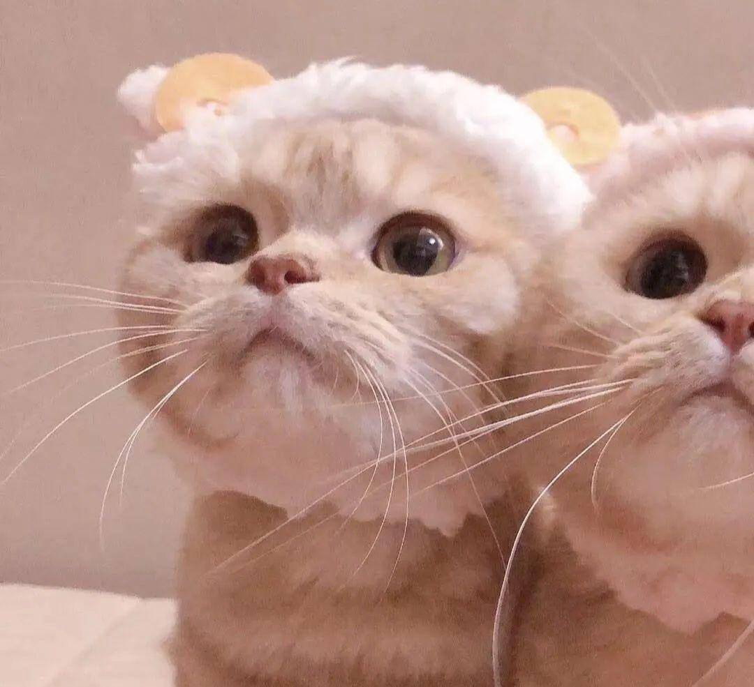 敲可爱的猫咪情头!