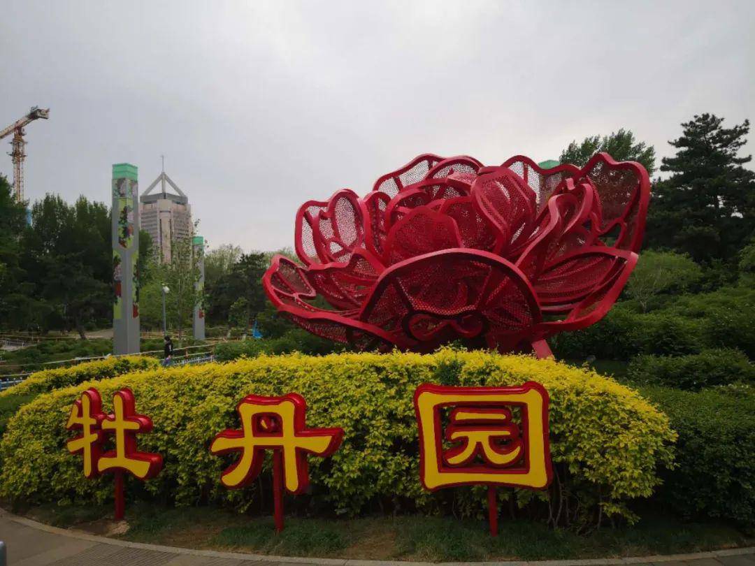 长春人,牡丹花开了!春姐姐带你云游档丹园