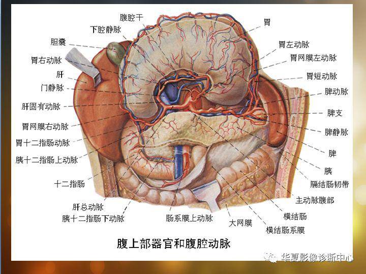 收藏全腹部高清ct图谱淋巴结彩色图谱血管解剖图谱大汇总