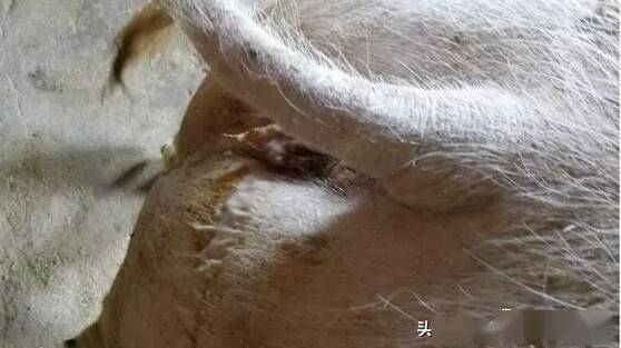 后备母猪催情小妙招招招管用