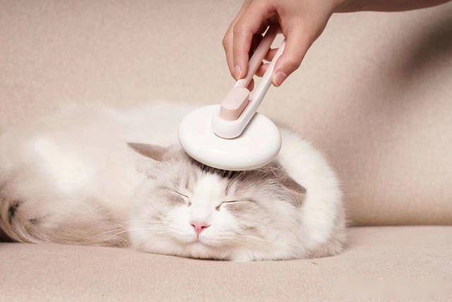 如何让猫咪爱梳毛?如何让猫奴清理猫毛不再头疼?给猫梳毛技巧篇_梳子