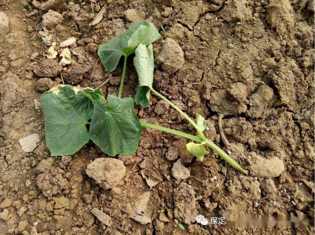 与农技术黄瓜几种根茎部病害的识别特征