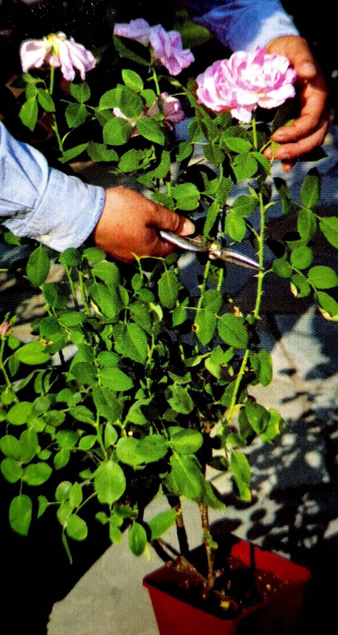 修剪是激活玫瑰"生长干劲"的开关,必备扭动开关小窍门