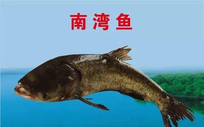 【新品推荐】舌尖上的美味---信阳南湾鱼来万德隆啦!