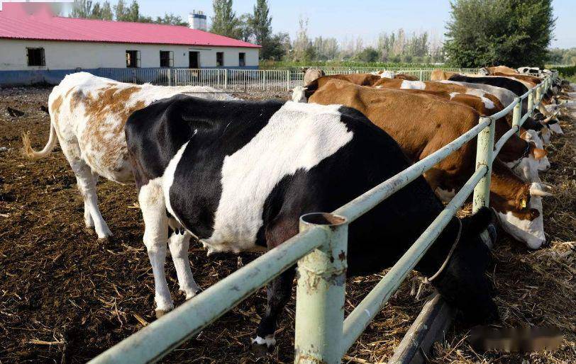 哪些地区的气候最适合养牛?_手机搜狐网