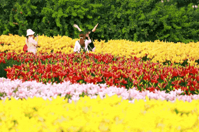 壁纸 成片种植 风景 花 植物 种植基地 桌面 639_424 gif 动态图 动