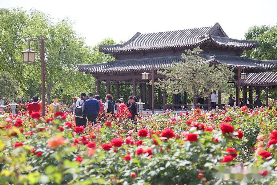 大兴魏善庄月季园回归!花期刚好莫负好时光