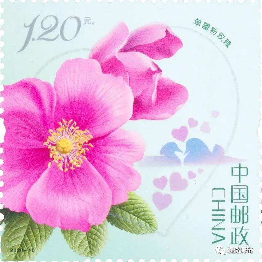 柯汝读邮:《玫瑰》邮票,明天(5月20日)发行