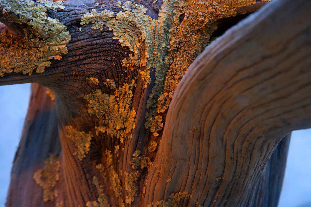 云赏胡杨 3efe77428b45456dae316a1789b22922.jpeg