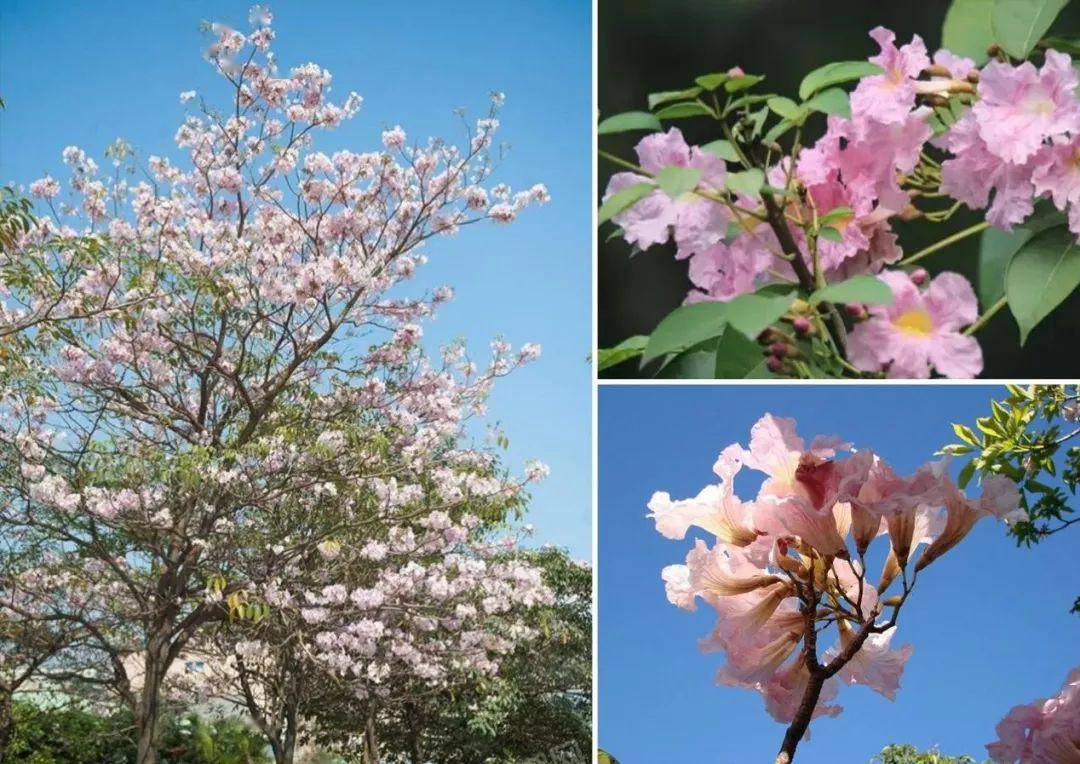五种风铃木区别--风铃木是世界著名观花树种