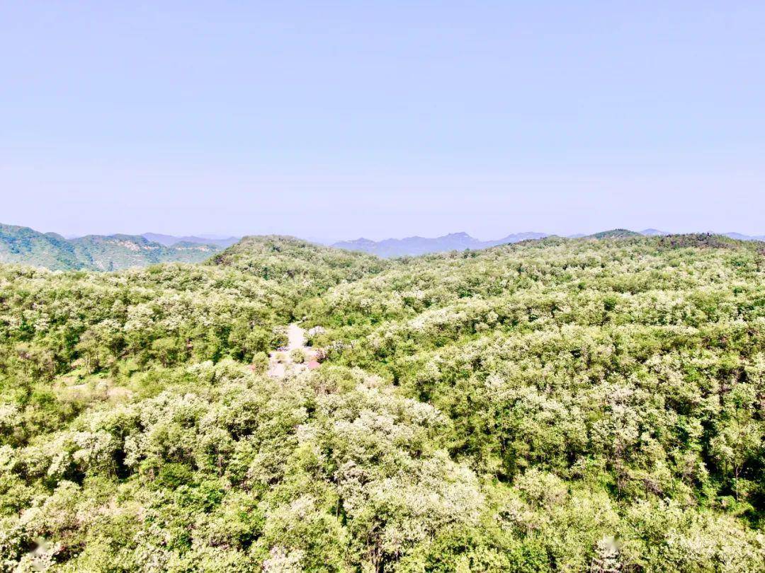 青州仰天山第十六届高山槐花节开幕