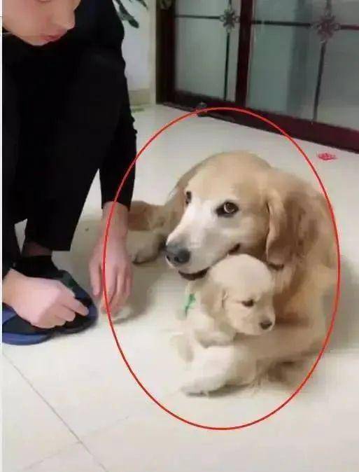 如何变成小奶狗性格 4a141658be0e46ecb7f319058bf695d1.jpeg