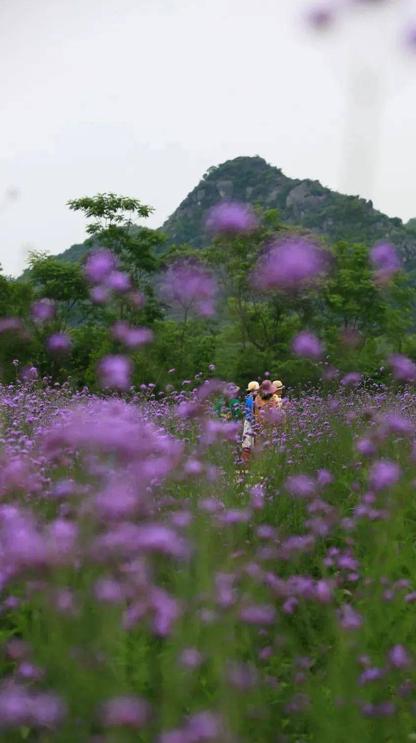 5月22/23/24日 串游:会仙马鞭草 桂林花海三角梅基地