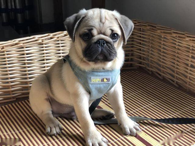 8,巴哥犬  寿命:13-14年 性格:热情开朗,安静体贴,对人友善,忠诚不