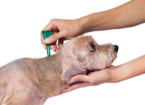 狗驱虫药里的猫咪杀手 在给狗狗体外驱虫时, 体外滴剂特别受欢迎.