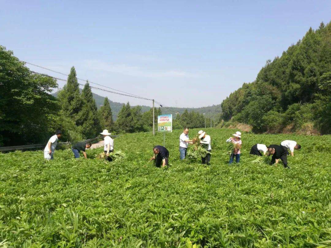 南部县组织助耕服务队帮群众抢种抢收