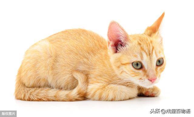 如何正确调理猫咪肠胃