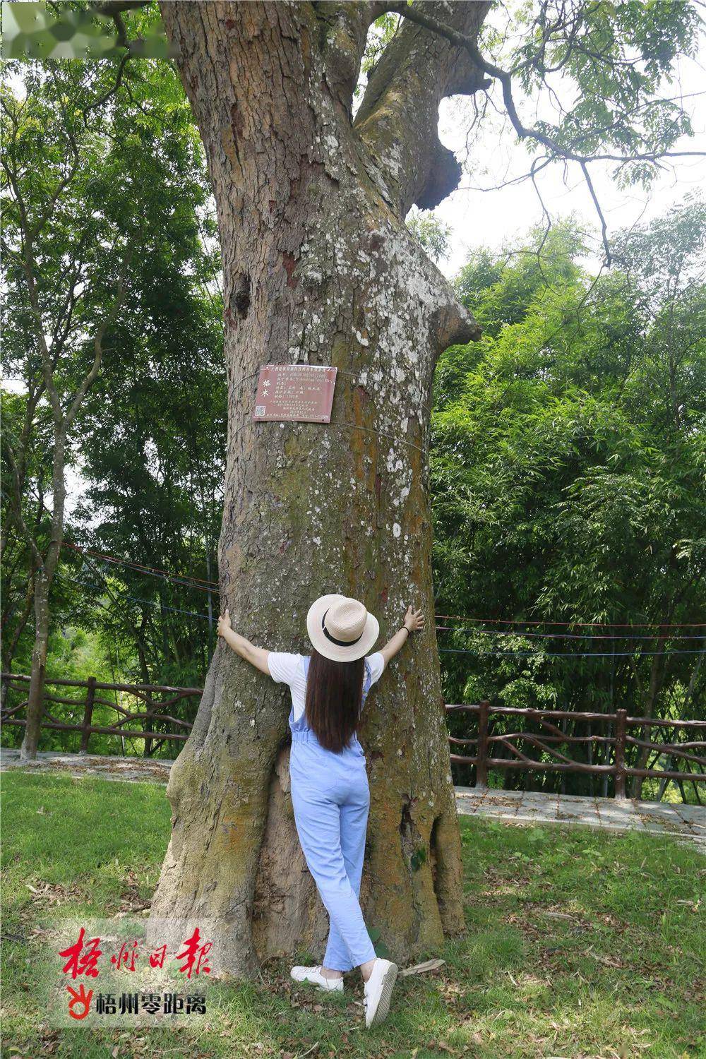 广平,领略1300年格木风采,广西最美古树!